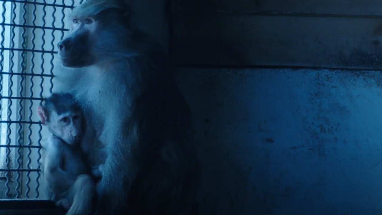 a mother and baby baboon in a cage